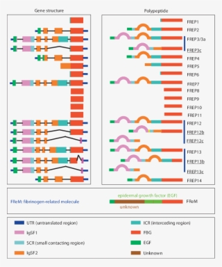 Fibrinogen Containing Protein Encoded Genes And Their - Fibrinogen Related Protein Family