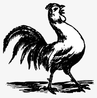 Rooster Crowing Black And White Drawings