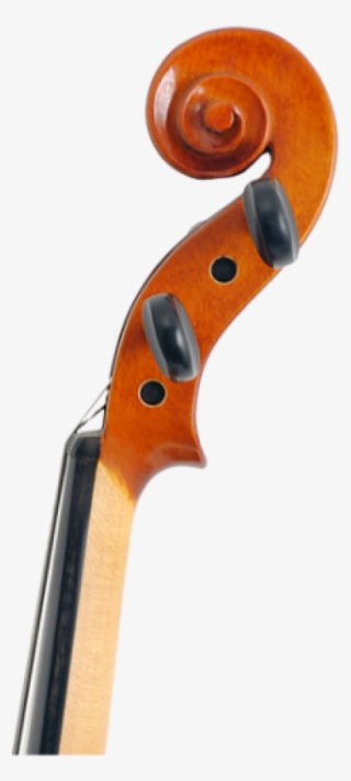 Viola