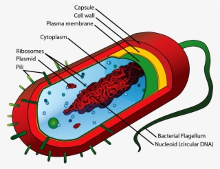 Bacteria Cell Structure - Prokaryotic Cell Diagram