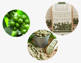 Free Png Download Green Coffee Beans Banner Png Images - Coffee Beans Green Banner