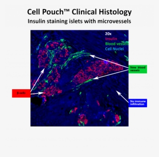 Sernova, A Regenerative Medicine Company Located In - Graphic Design