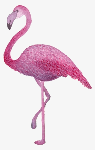 Composición Acuarela Análoga Digital - Greater Flamingo