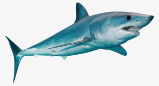 Teespring - Tiger Shark