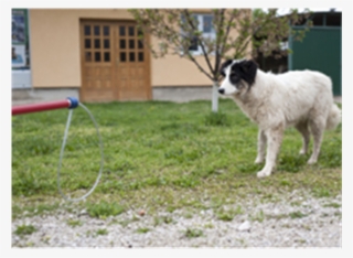 Ss Ketch All™ Pole A112 308 5 3 - Dog Catches Something