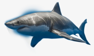 Book A Shark Dive - Shark Transparent Png