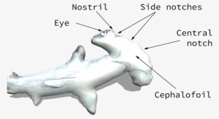 Hammerhead Shark Template - Hammerhead Shark Head Diagram