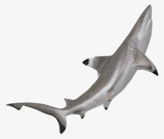Shark Sticker - Tiburon Punta Negra Png