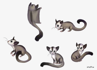 Possum Clipart Sugar Glider - Cute Sugar Glider Drawing