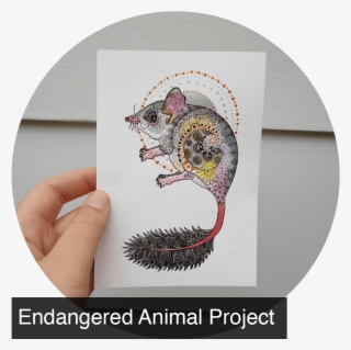 Blog - Kangaroo Rat