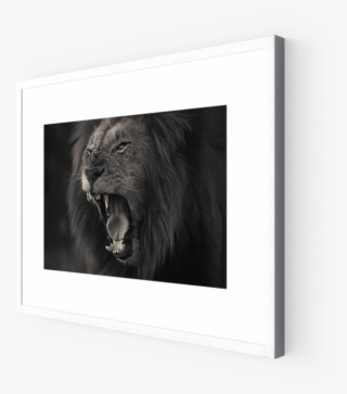 Photo Kruger Lion - Stallion