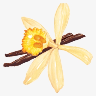 Vanilla - Artificial Flower