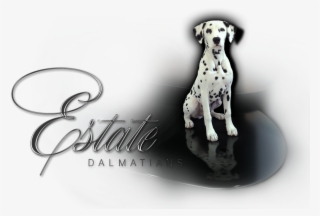 Dalmatian
