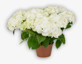 Vanilla Sky - Hydrangea Vanilla Sky