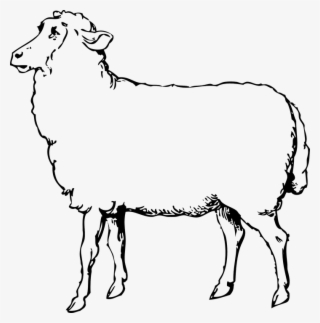 712 X 720 3 - Sheep Images Black And White