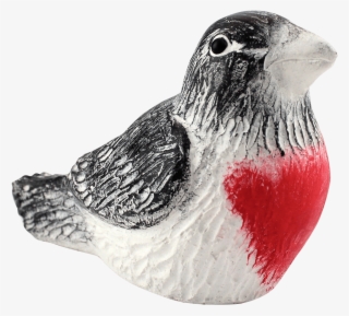 Bursting With Black, White And Rose Red, Male Rose - Rose Breasted Grosbeak