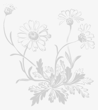 Acne Terminator Fast Action Acne Clear Treatment 1 - Barberton Daisy