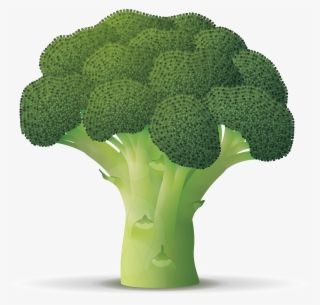 Brocoli - Broccoli Branch