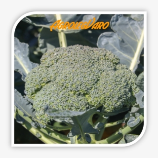 Seminte De Broccoli Batory F1 - Broccoli