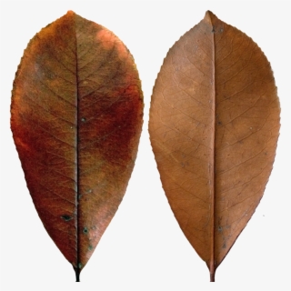 Dark Red Leaf - Black Gum