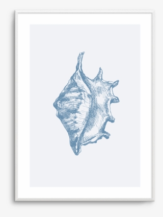 Seashell - Conch - Manta Ray