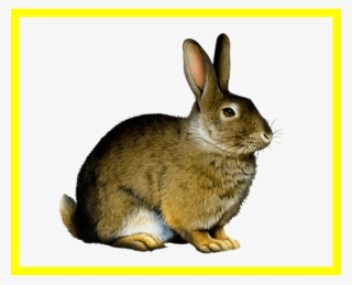 Appealing Easter Bunny Rabbit Clip Art Png Image Pict - Printable Real Animal Flash Cards
