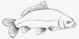 Freshwater Fish Carp Line Art Fresh Water - Carp Clipart