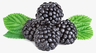 Blackberries - Boysenberry