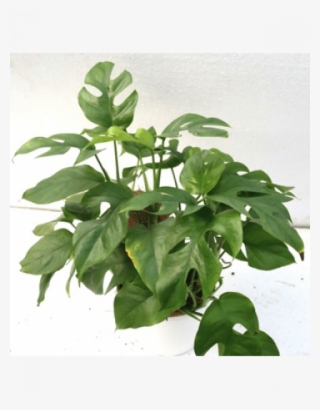 Monstera Deliciosa Minima Green Color Plant - Houseplant
