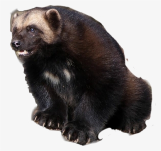 Wolverine