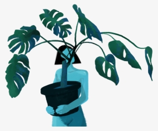 Created A Series Of Studies On The Monstera Deliciosa, - Illustration