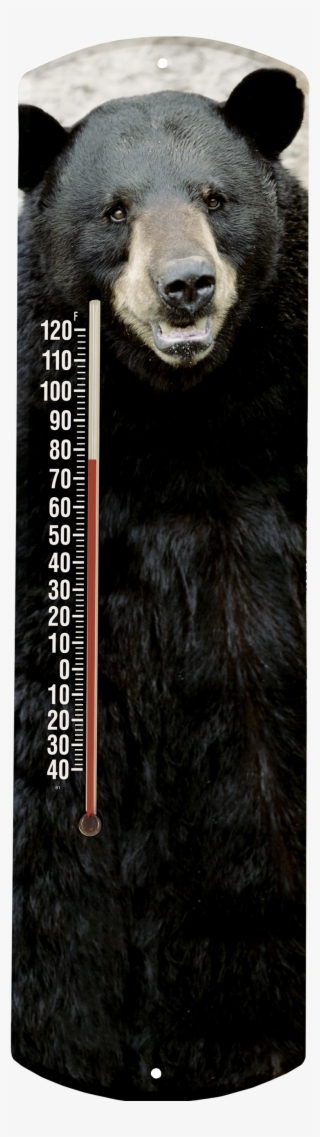 Black Bear 375hires - Grizzly Bear