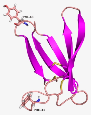 Purple Arrows Show Β-sheets, Lines In Light Red Indicate
