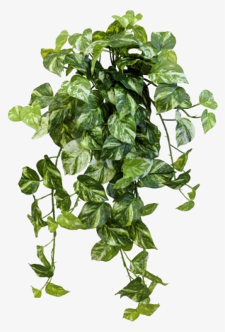 Share This Image - Devils Ivy Png