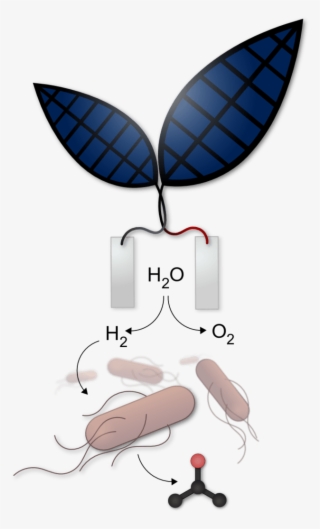 Nocera Bionic Leaf - Bionic Leaf Artificial Photosynthesis