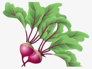 Beets Cliparts - Transparent Clip Art Vegetable