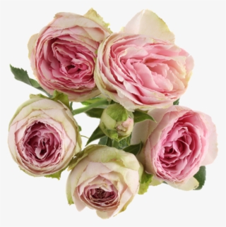 Pink Lace - Rosa × Centifolia