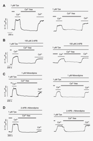 Capacitative Ca 2 Entry Is Impaired In Gallbladder - Diagram