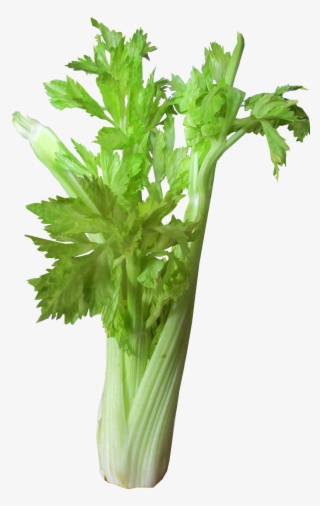 How To Create A Beautiful Vegetable Garden For Free - Celery Transparent Background