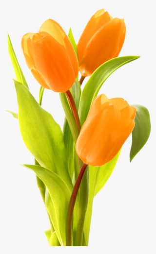 Keukenhof Indira Gandhi Memorial Tulip Garden Bouquet - Tulip