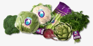 Based Ocean Mist Farms Plans To Show Off Its Season - Artichoke