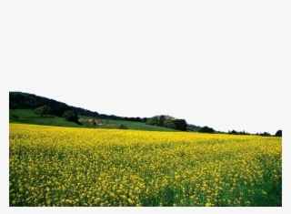 Flower Field - Illidan Tyrande Gif