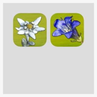 Field Guide Alpine Flower Discover The Flora Of The - Edelweiss