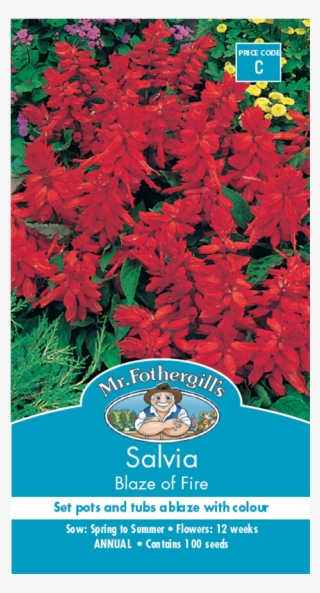 Mr Fothergill's Salvia Blaze Of Fire Seed - Salvias Bunnings