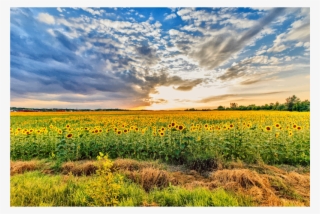 It Has Long Been Known That Plants Grow Directionally, - Hungary Field