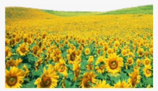 Sunflowers Clipart Shrub - Sunflowers Png
