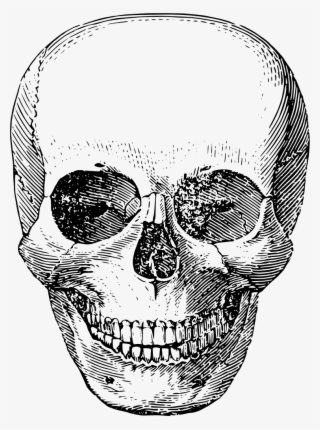 Download Png - Tengkorak Sketch