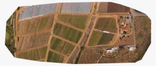 Flower Field 2 - Aerial Photography