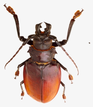 Small Insects Png - Insects