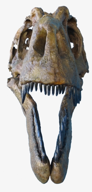 Daspletosaurus Face - Daspletosaurus Judith River Formation